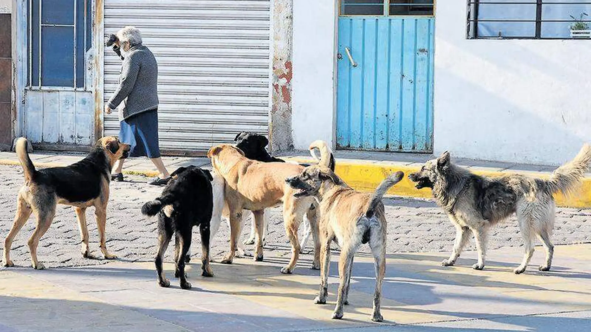 Perros, animales